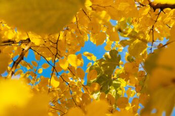Yellow leafed tree during daytime