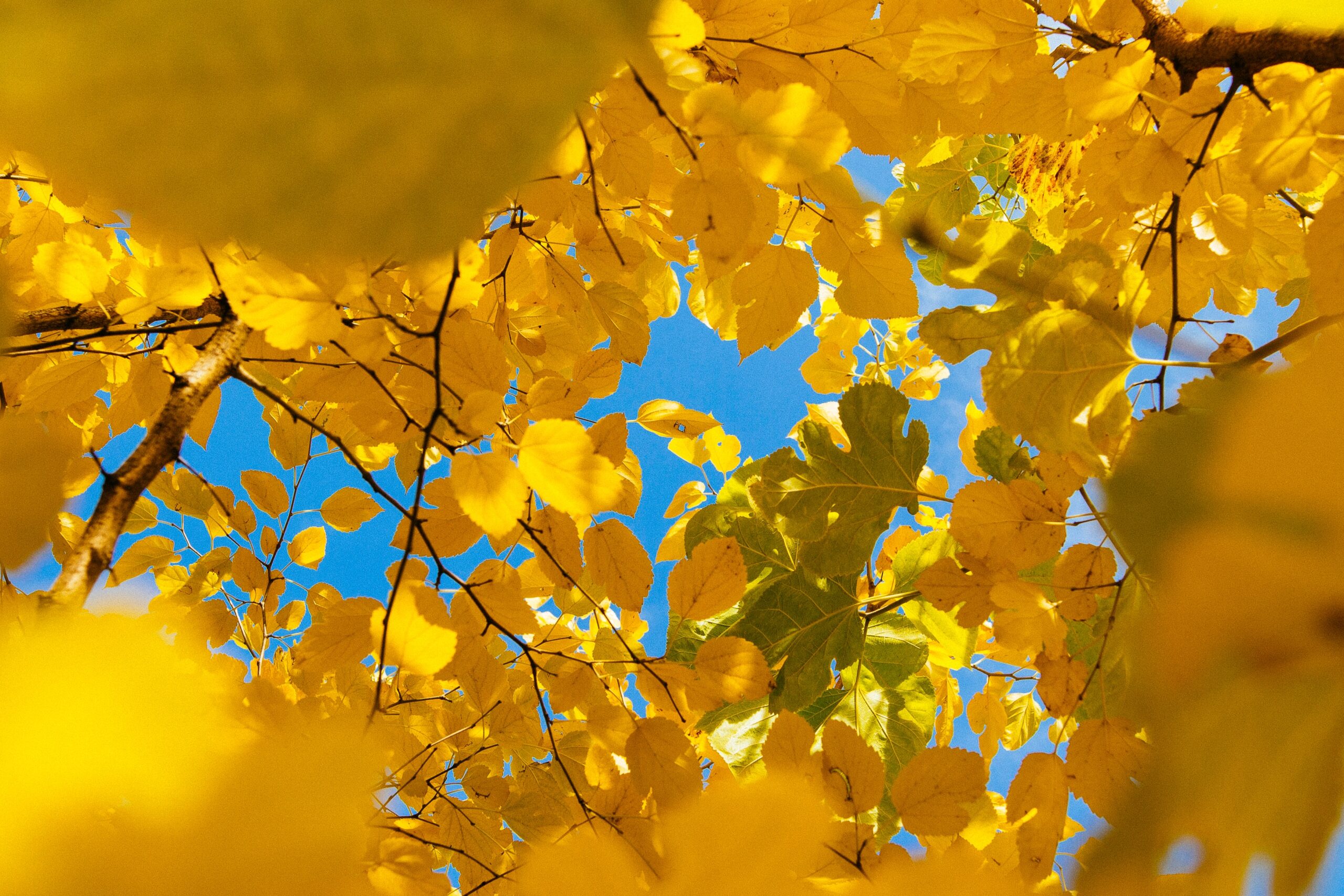 wallpaper Yellow leafed tree during daytime