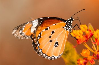 Butterfly perching on orange flower