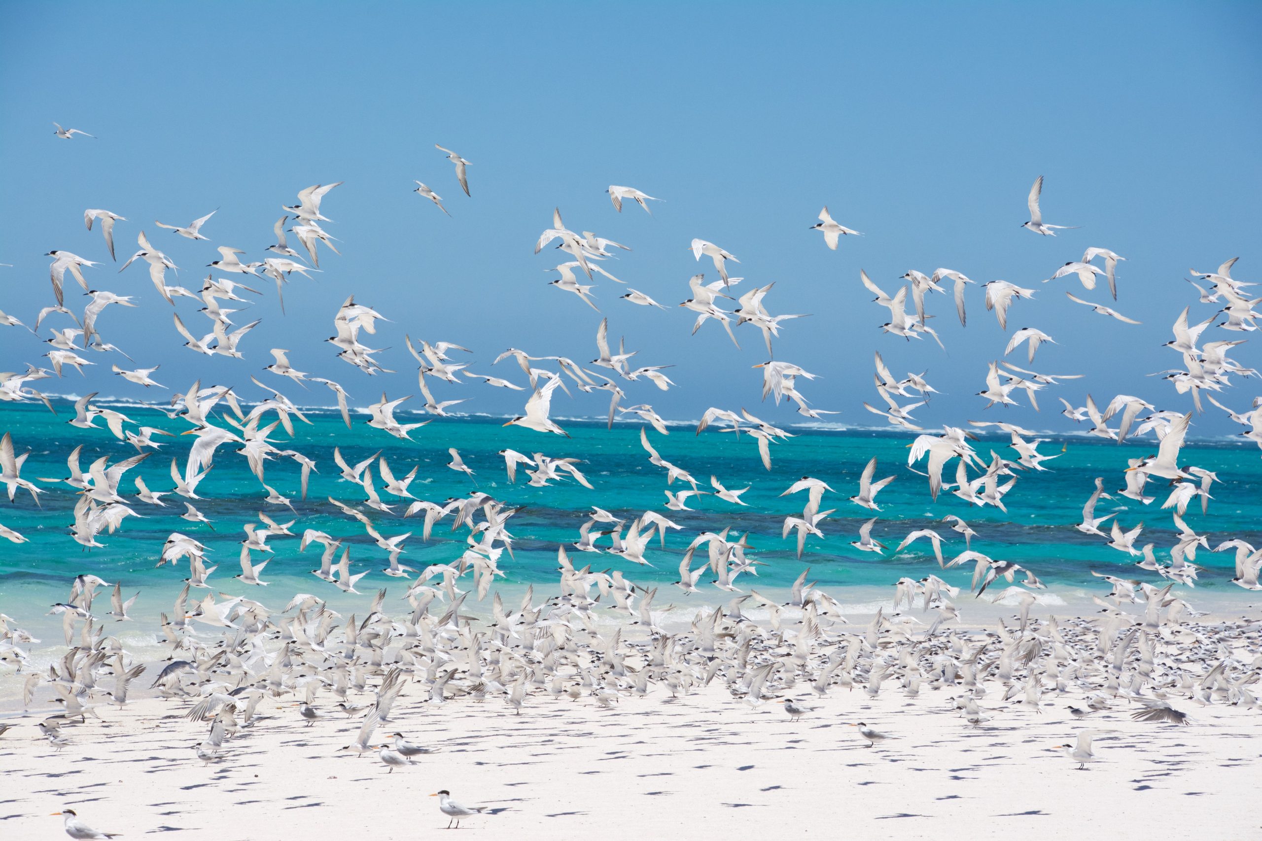 wallpaper Flock of birds on shore