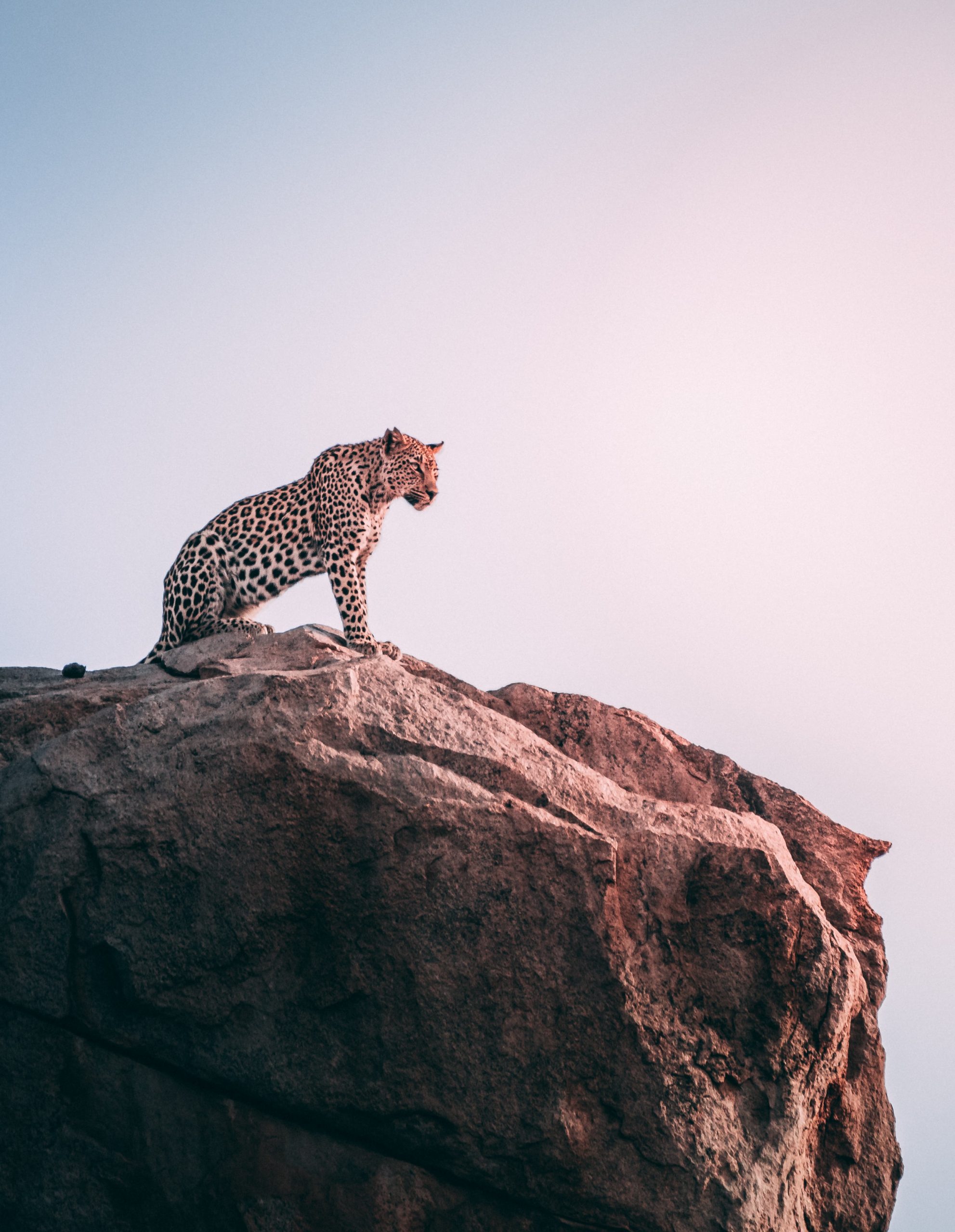 wallpaper Brown leopard on top of grey rock