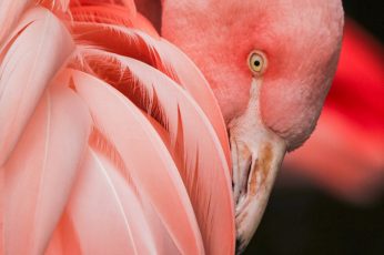 Close up photography of a pink bird