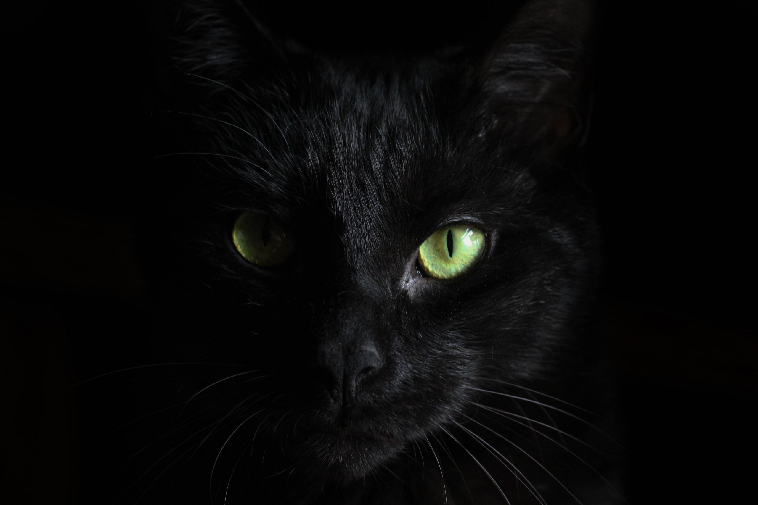 wallpaper Macro photography of black cat