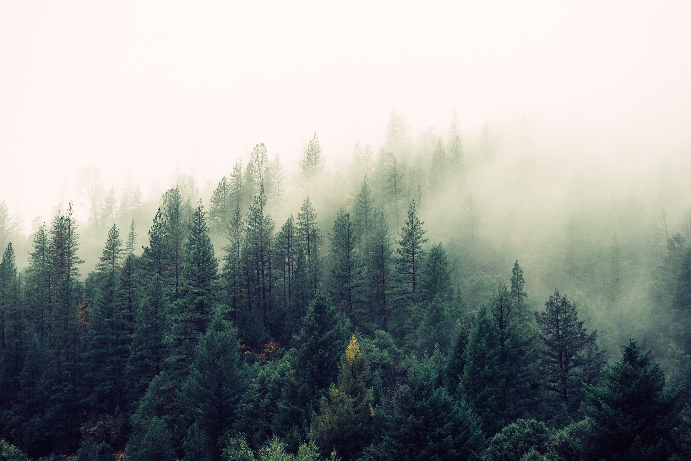Photo of pine trees