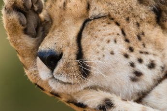 Cheetah lying on ground
