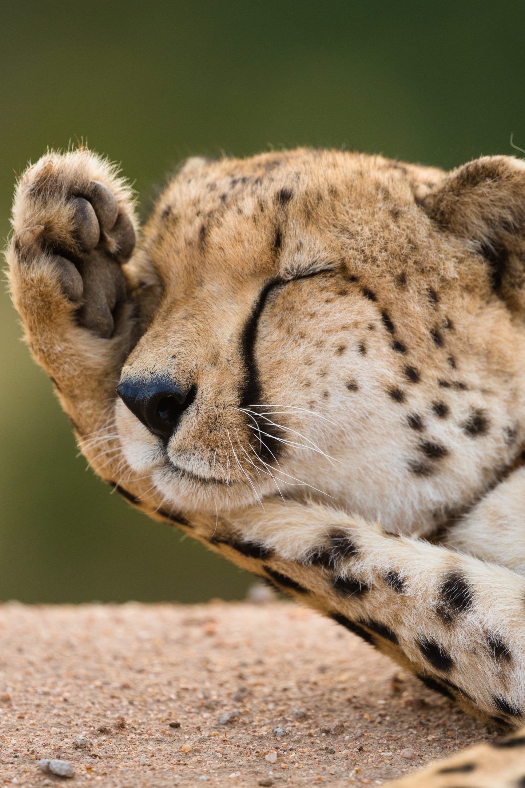 wallpaper Cheetah lying on ground
