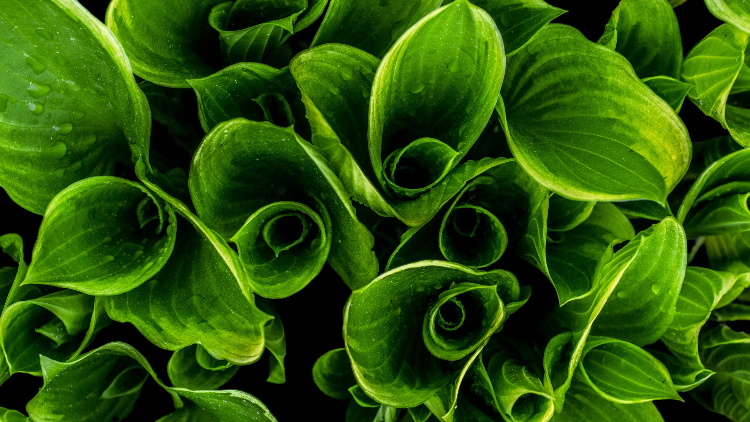 Closeup photo of green-leafed plants