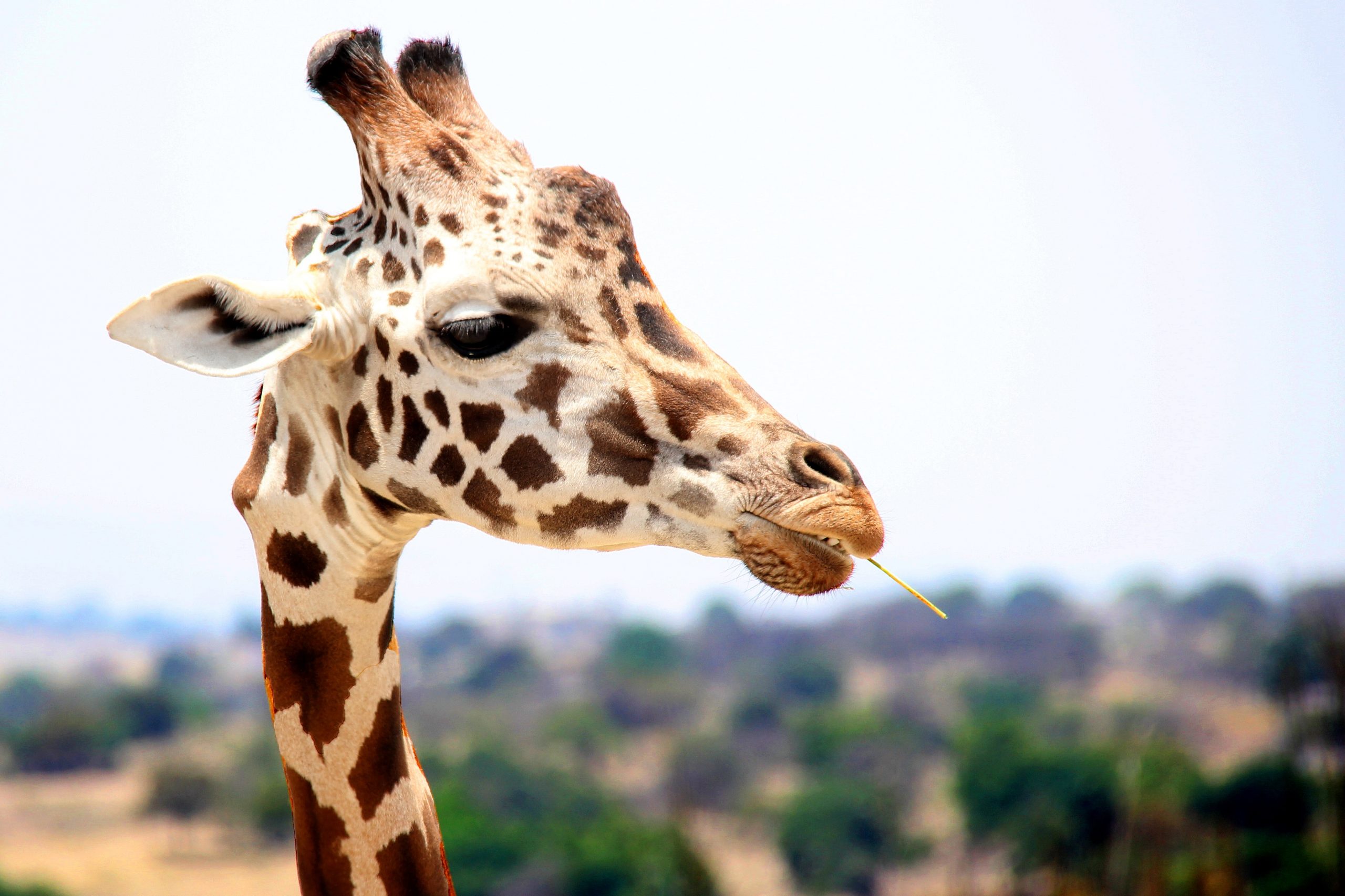 wallpaper Giraffe eating during daytime
