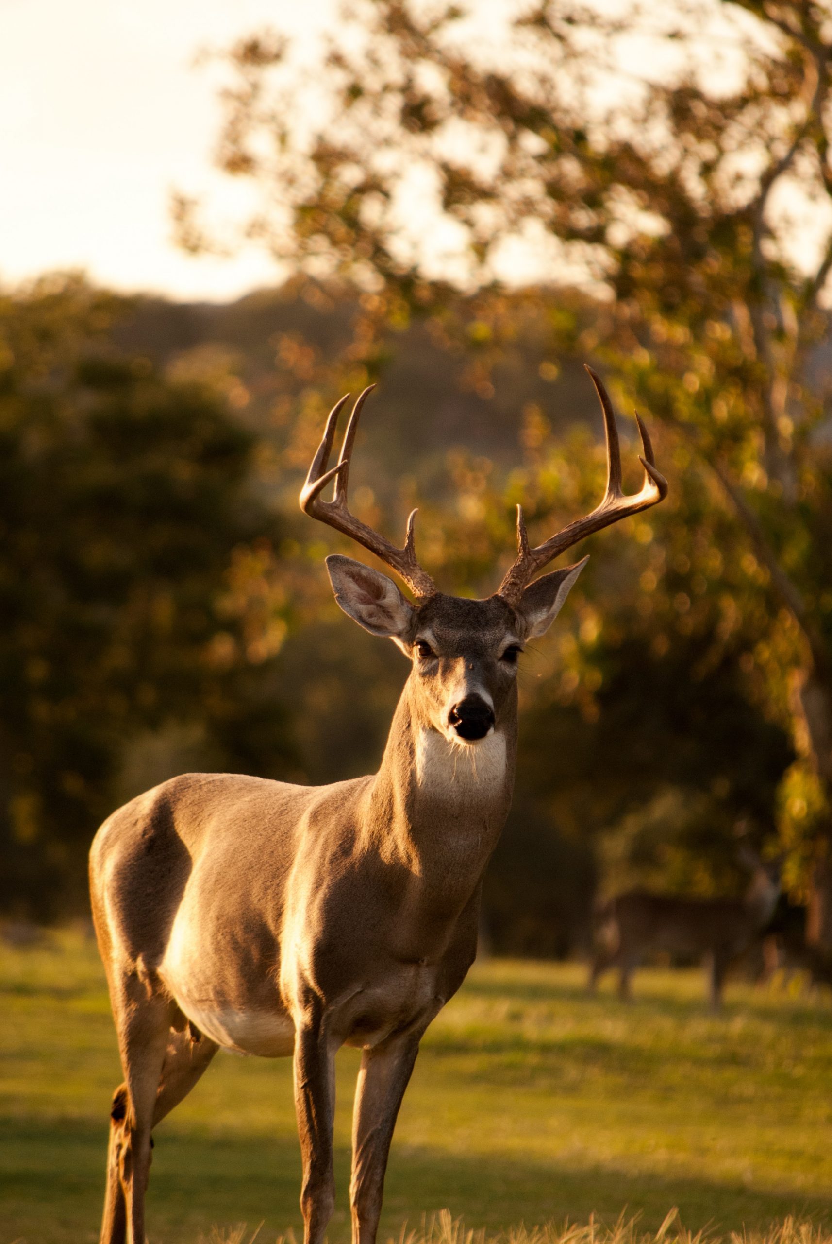 Selective focus photography of brown deer standing on green grass