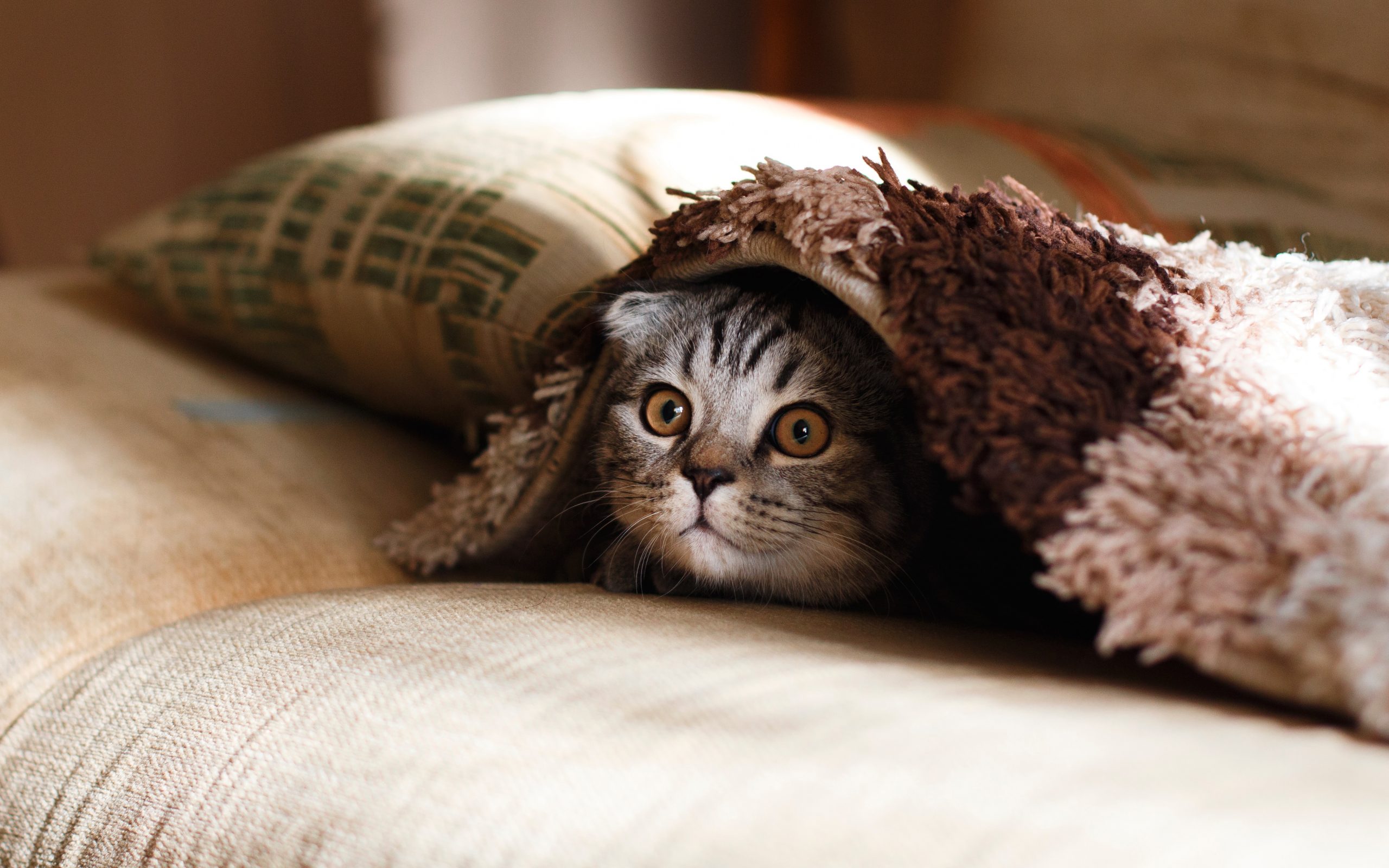 wallpaper Brown Scottish fold in brown thick-pile blanket