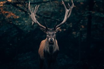 Your Majesty, the King of Teutoburg Forest! 🦌