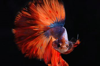 Red and silver fighting fish