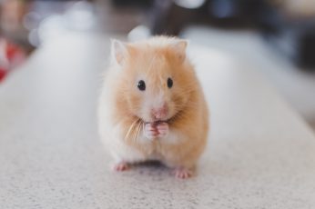 Selective focus photography of brown hamster