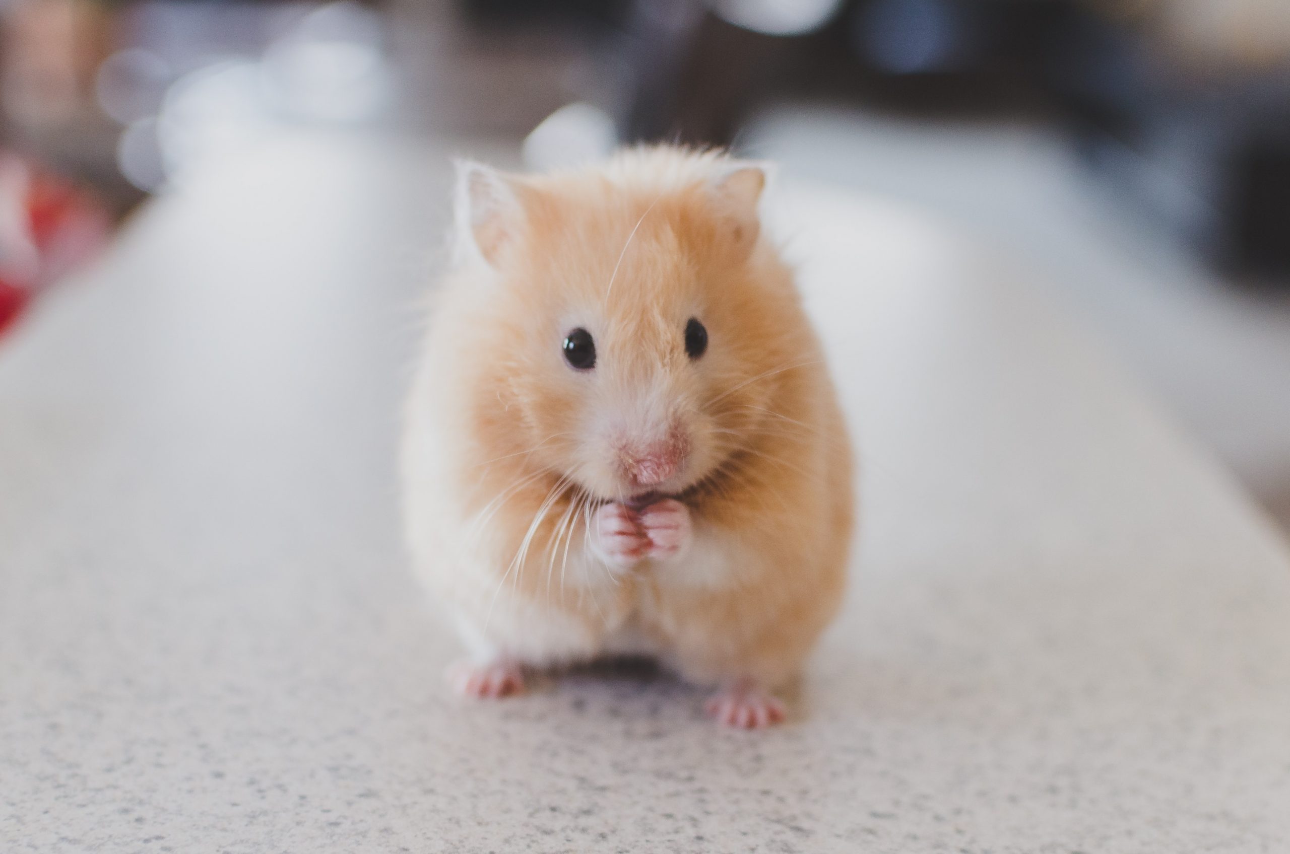 wallpaper Selective focus photography of brown hamster
