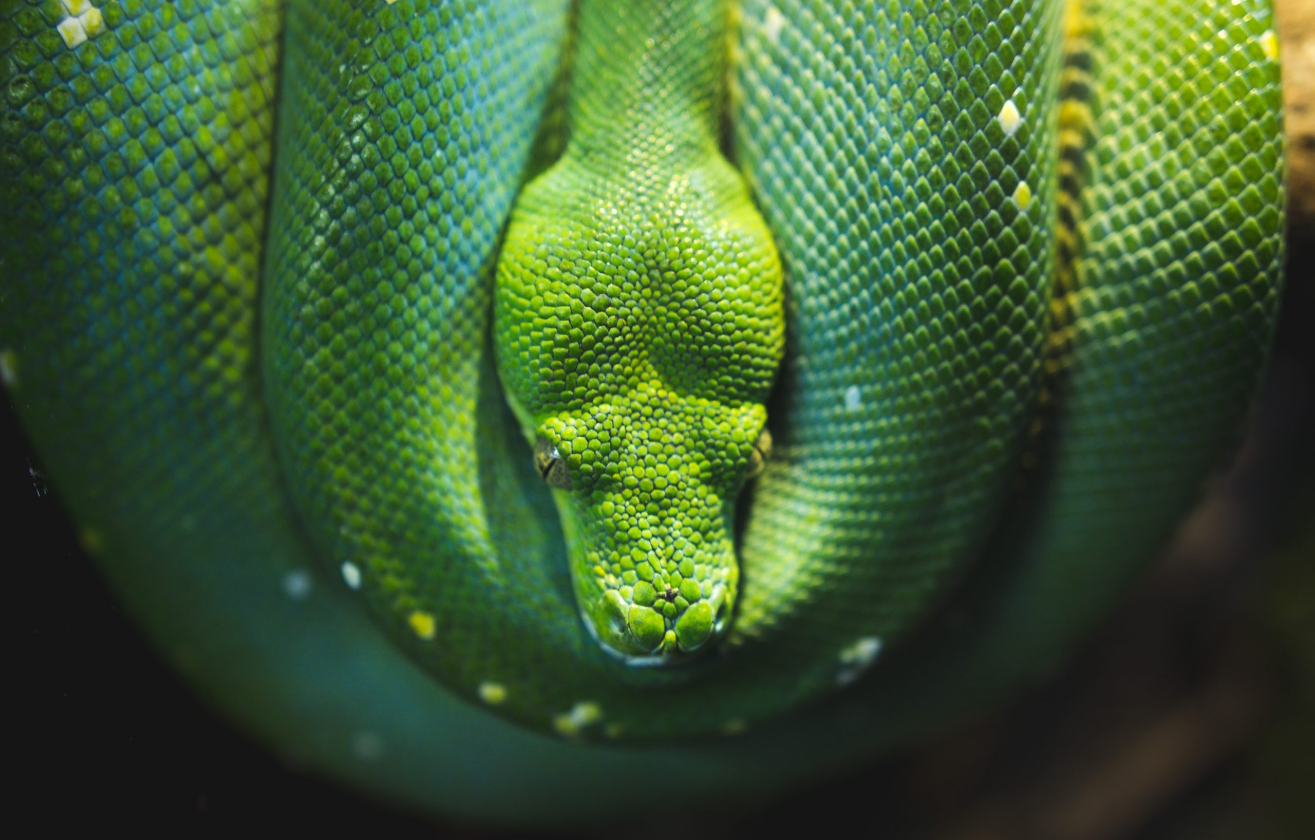 wallpaper Green viper