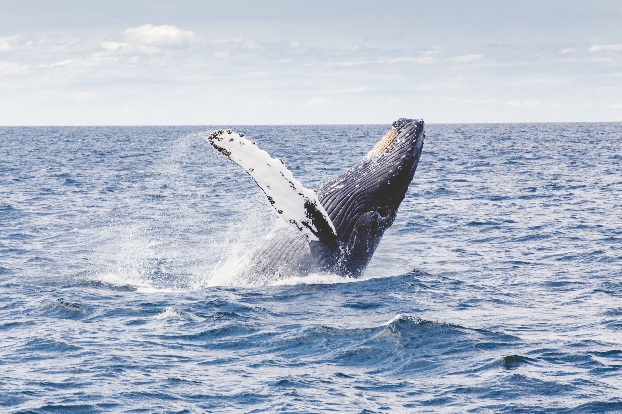 wallpaper Photography of whale