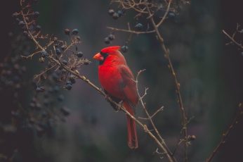 Red cardinal on tree