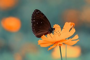Brown butterfly on orange petaled flower