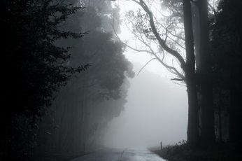 Gray road in between trees in grayscale photography