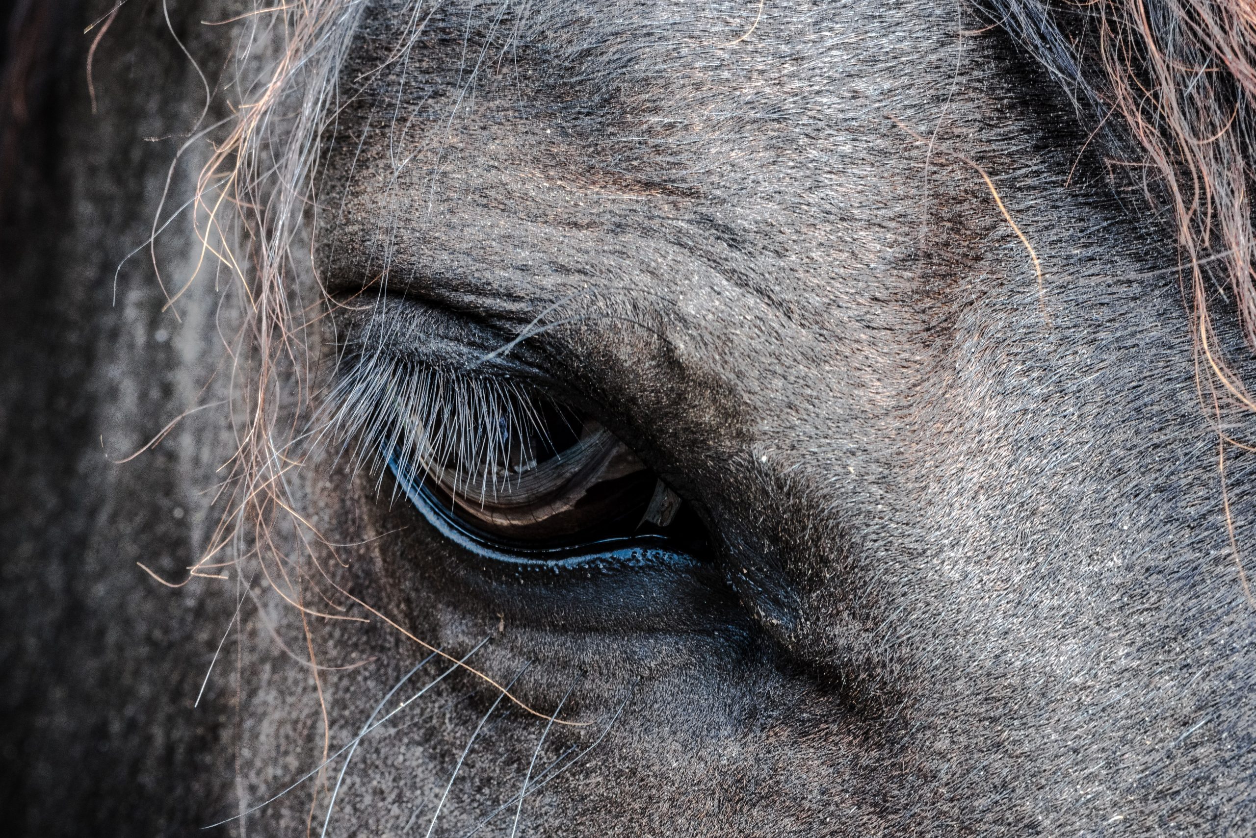 Gray horse's eye