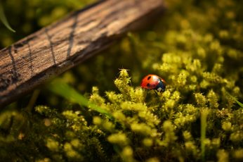 Ladybug perched on green leafed plant