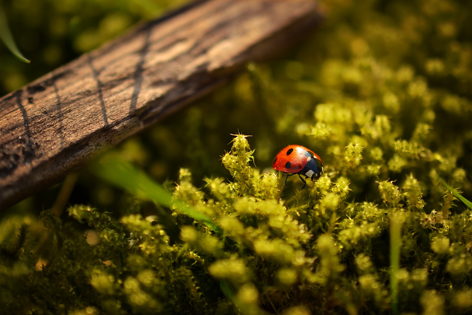 Ladybug perched on green leafed plant