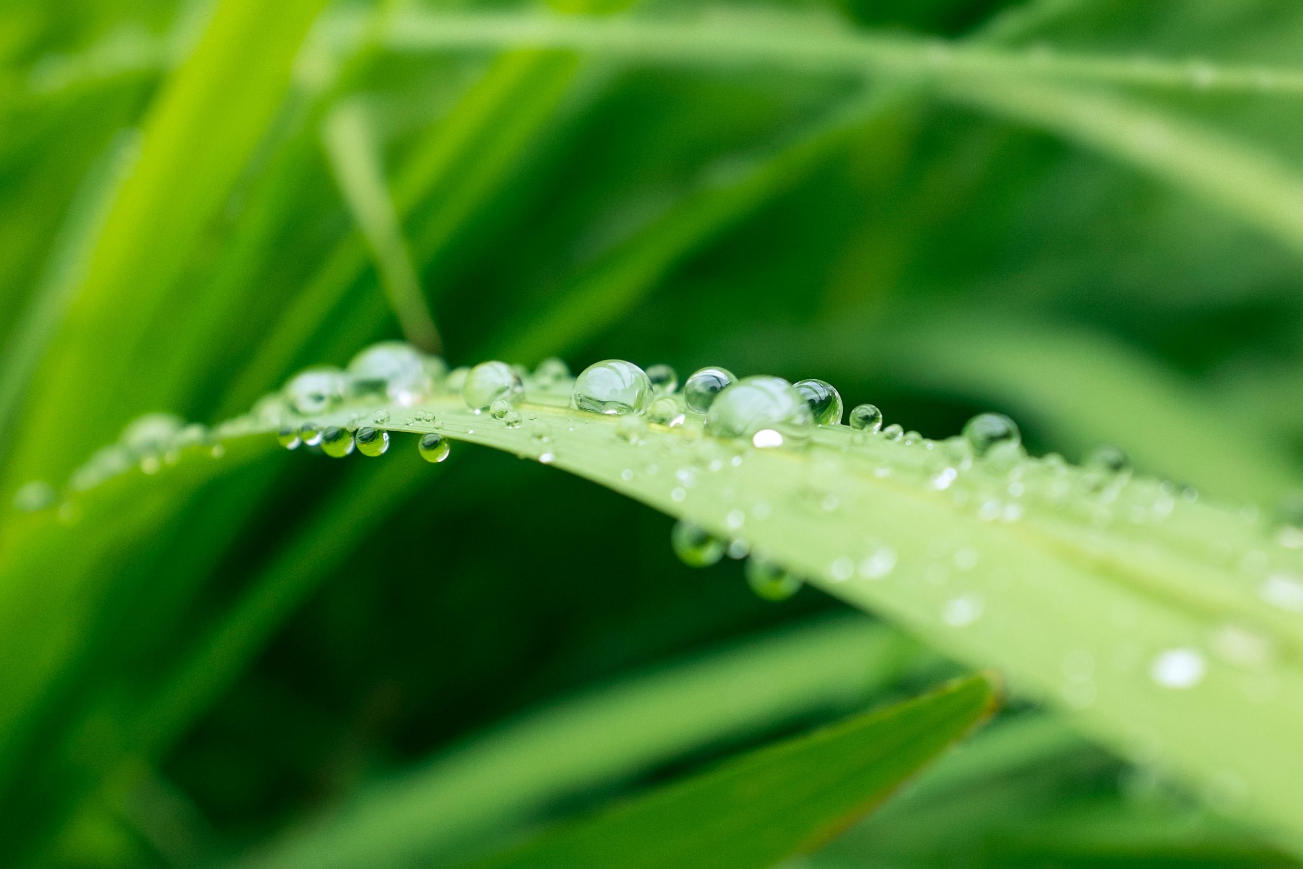 Water droplets on green grass
