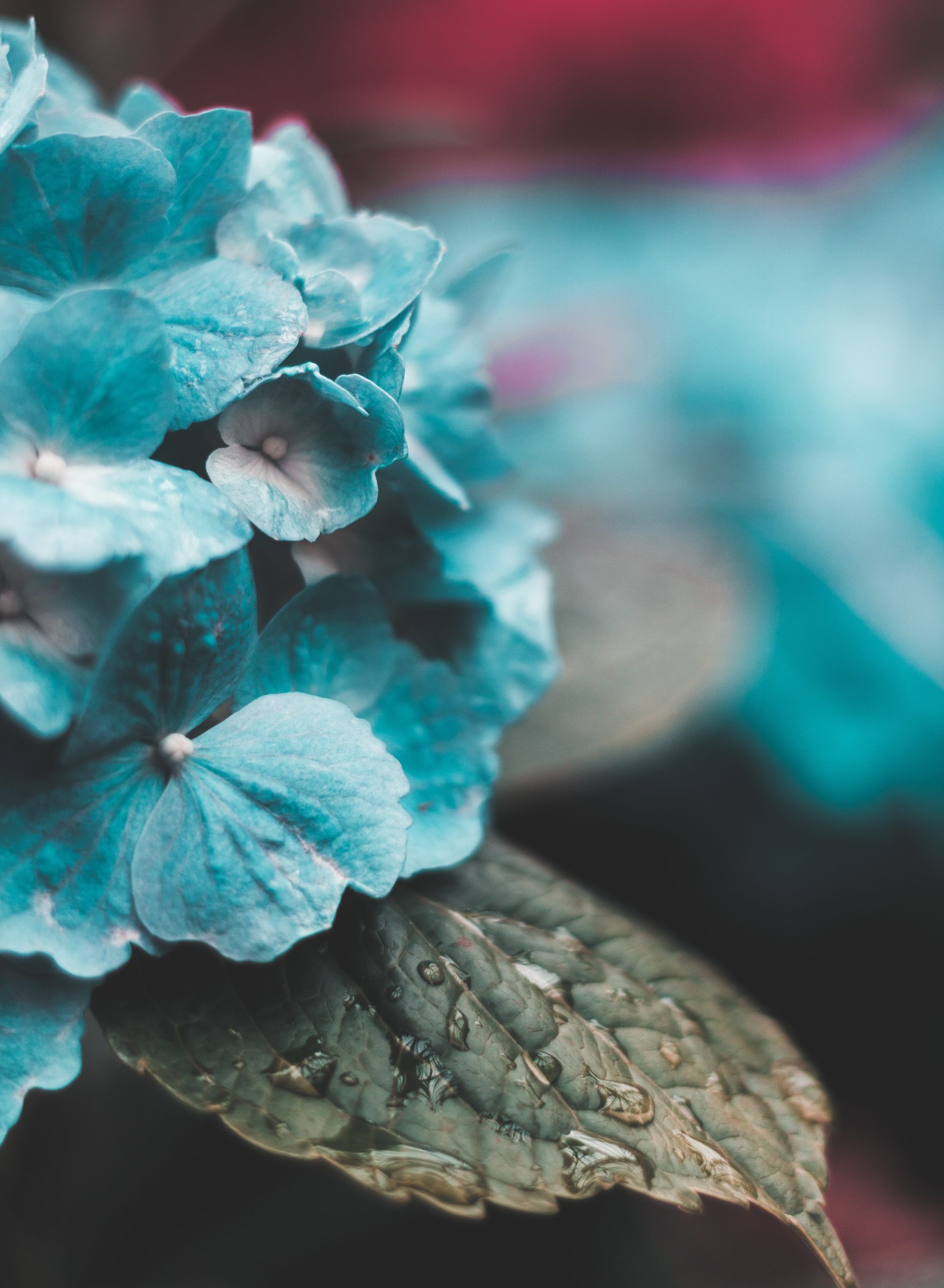 Wallpaper blue flowers