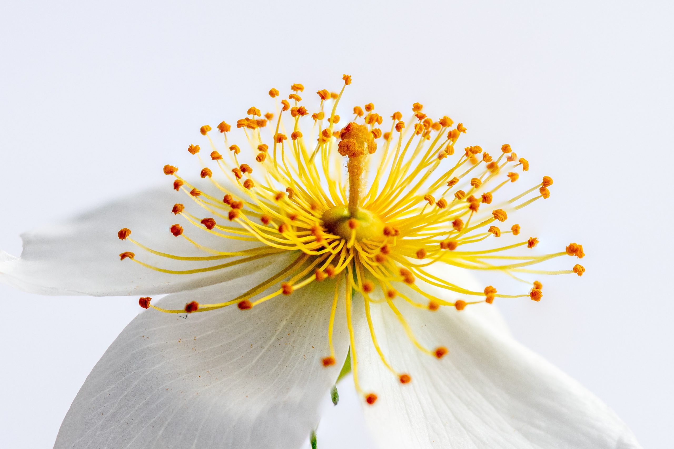 White and yellow petaled flower