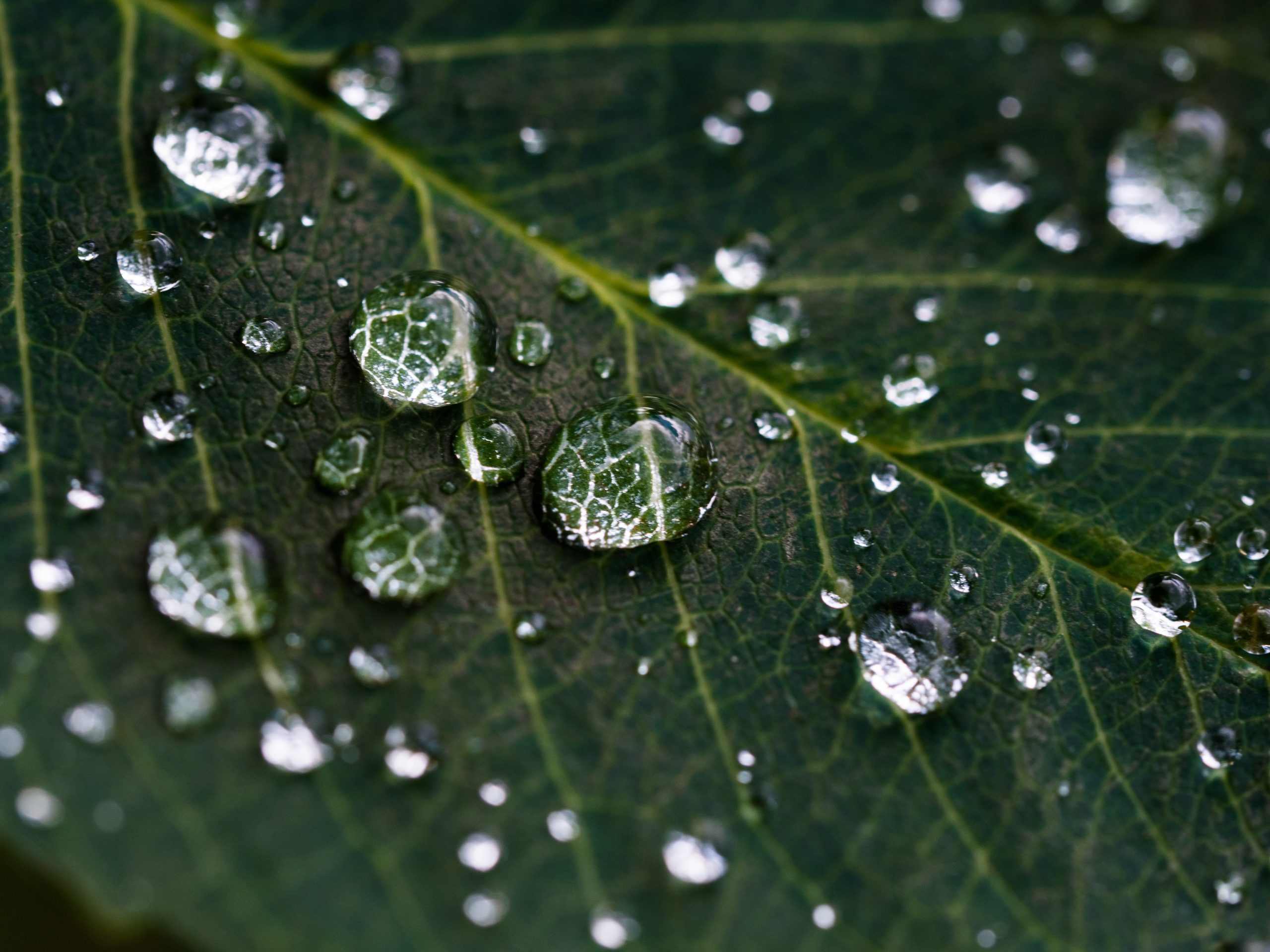 Droplets on green leaf