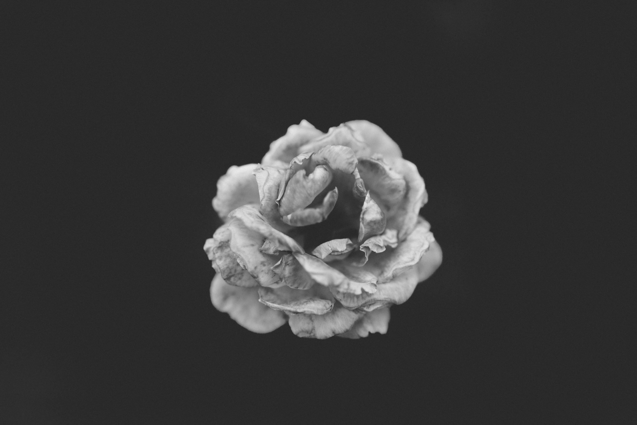 Grayscale photography of rose