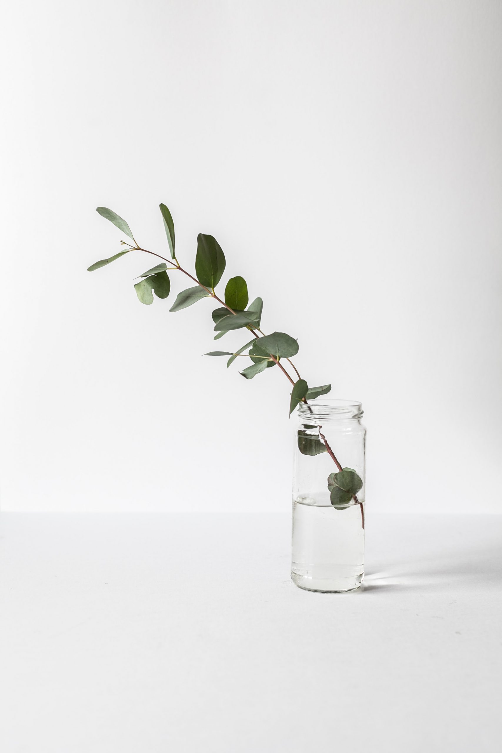 Green leafed plant in glass jar