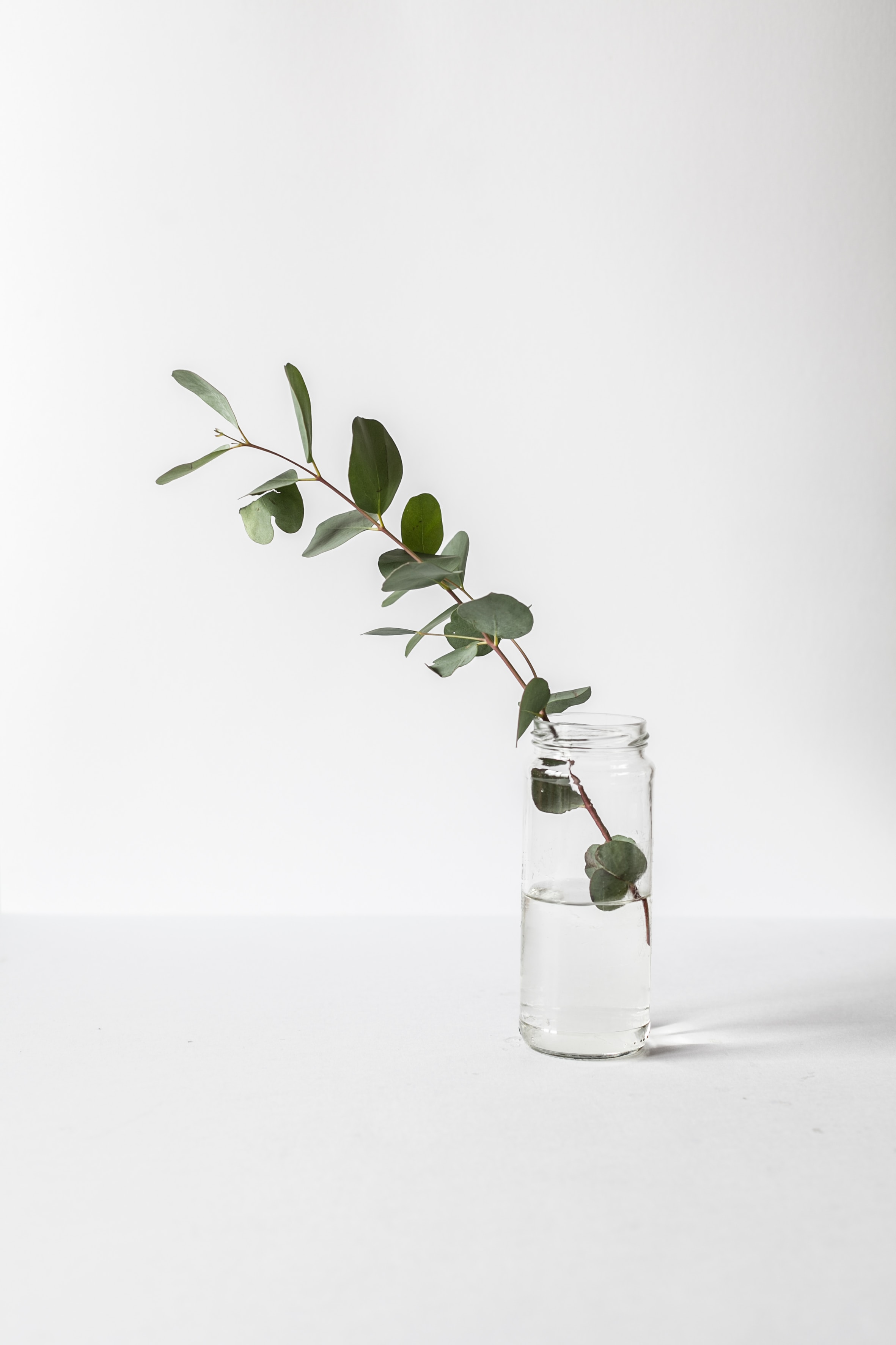Green Leafed Plant In Glass Jar - Wallpaperforu
