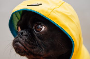 Adult black puppy in yellow raincoat