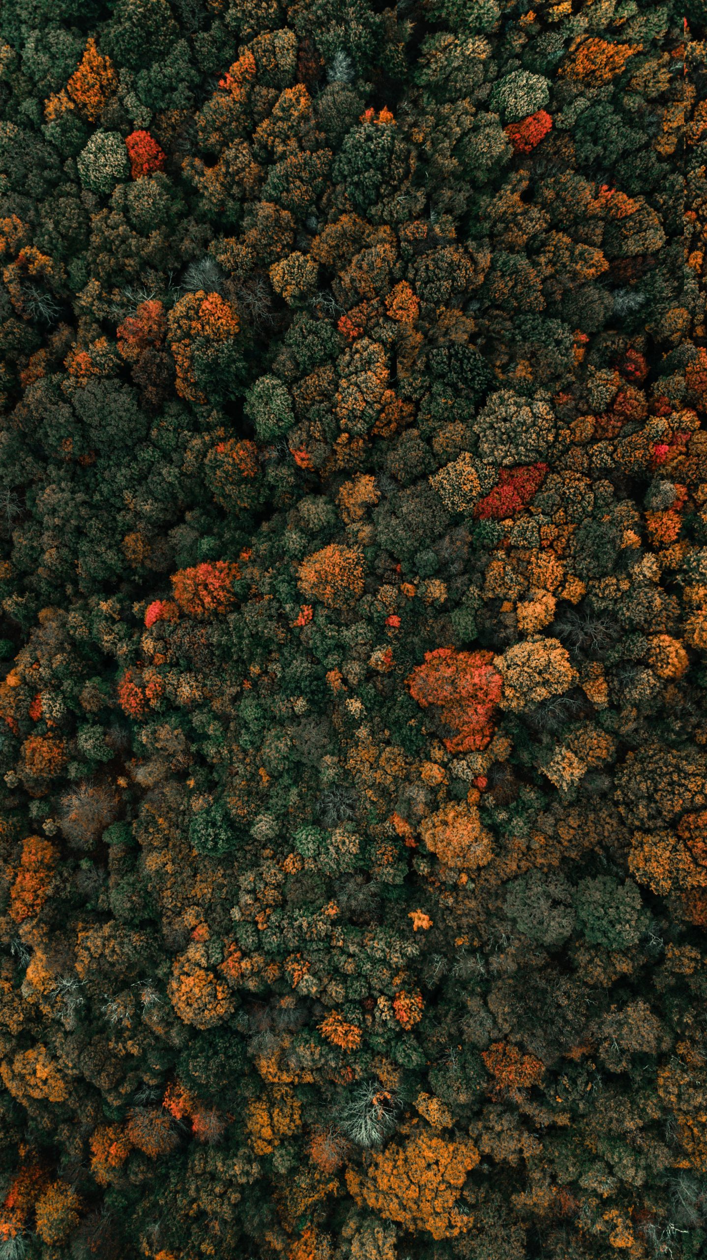 Aerial of green-leafed trees