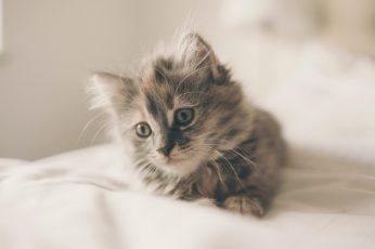 Kitten lying on white textile