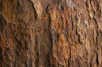 Brown tree bark