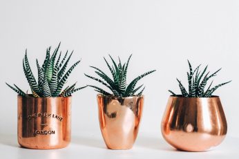 Three gold pots with plants wallpaper