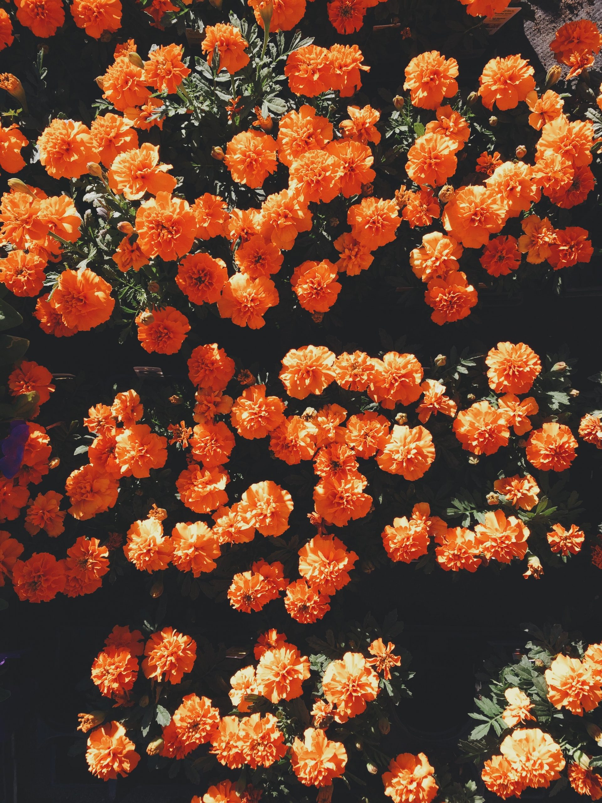 Blooming orange petaled flowers