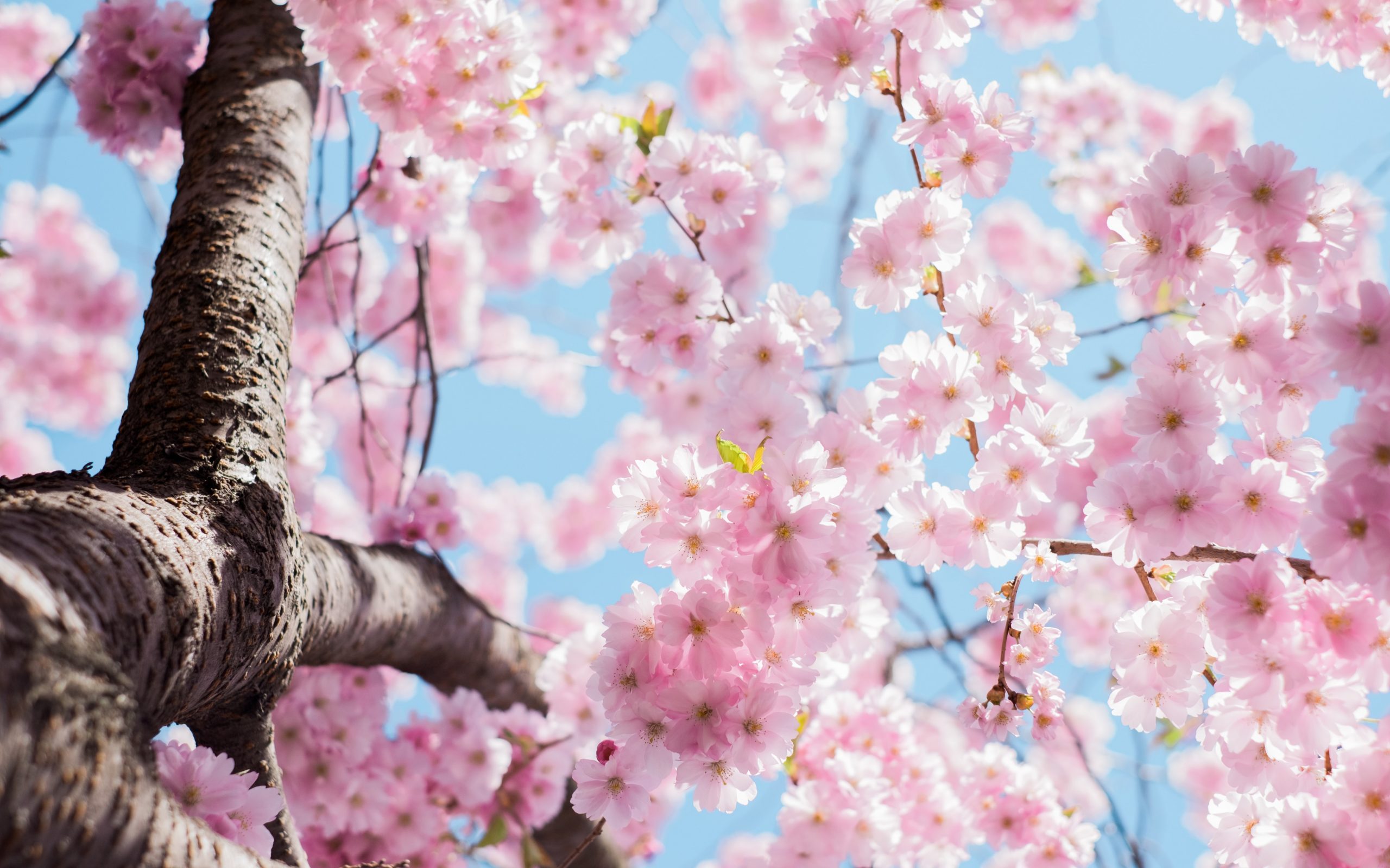 Cherry blossoms tree wallpaper