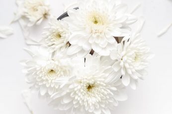 Flower on white background
