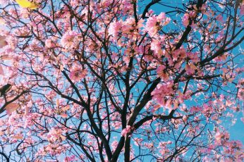 Pink petaled flowering tree