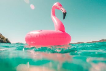 pink flamingo swim