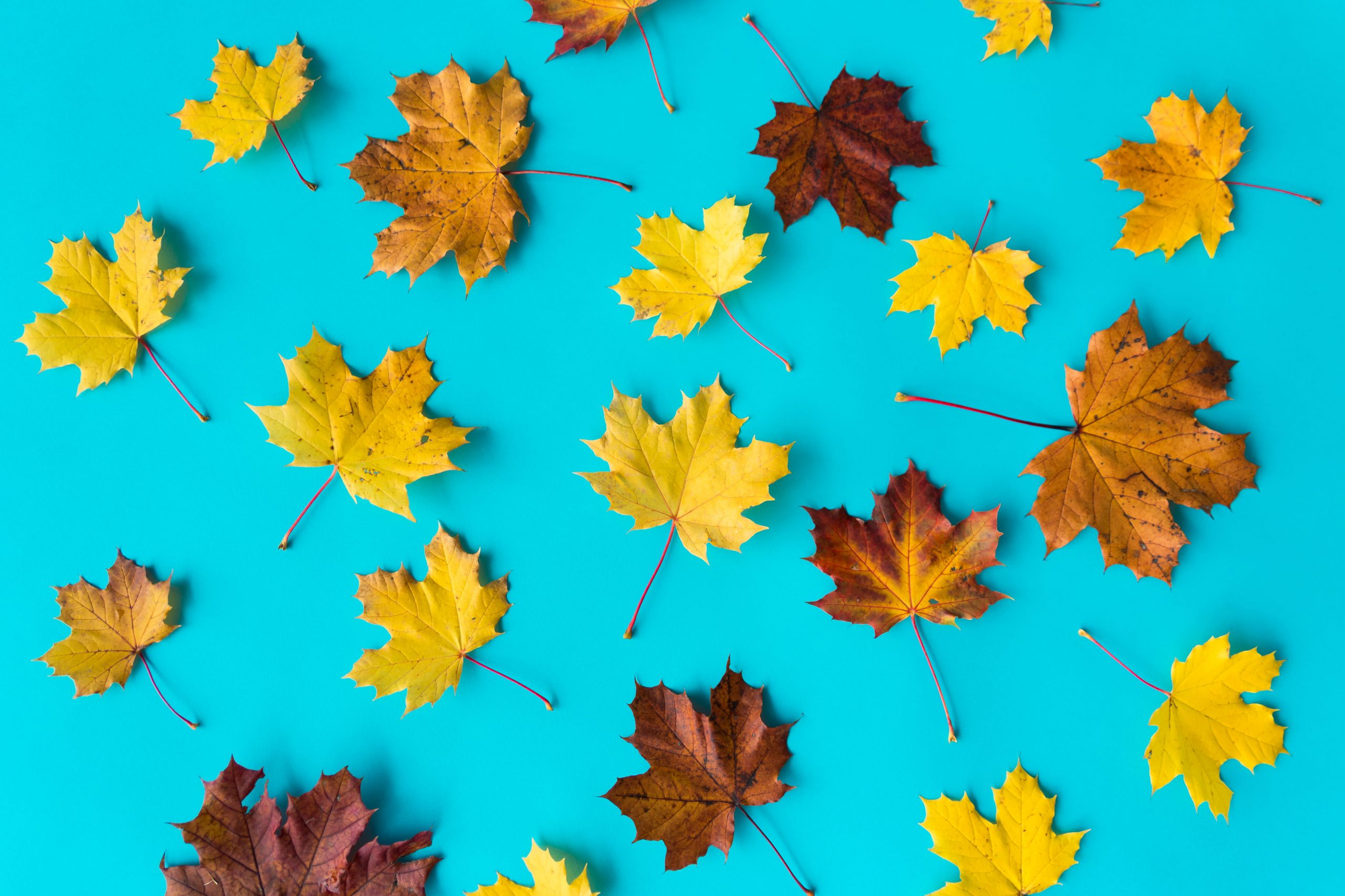 Autumn Leaves on Flat Blue Background fall flat design leaf wallpaper