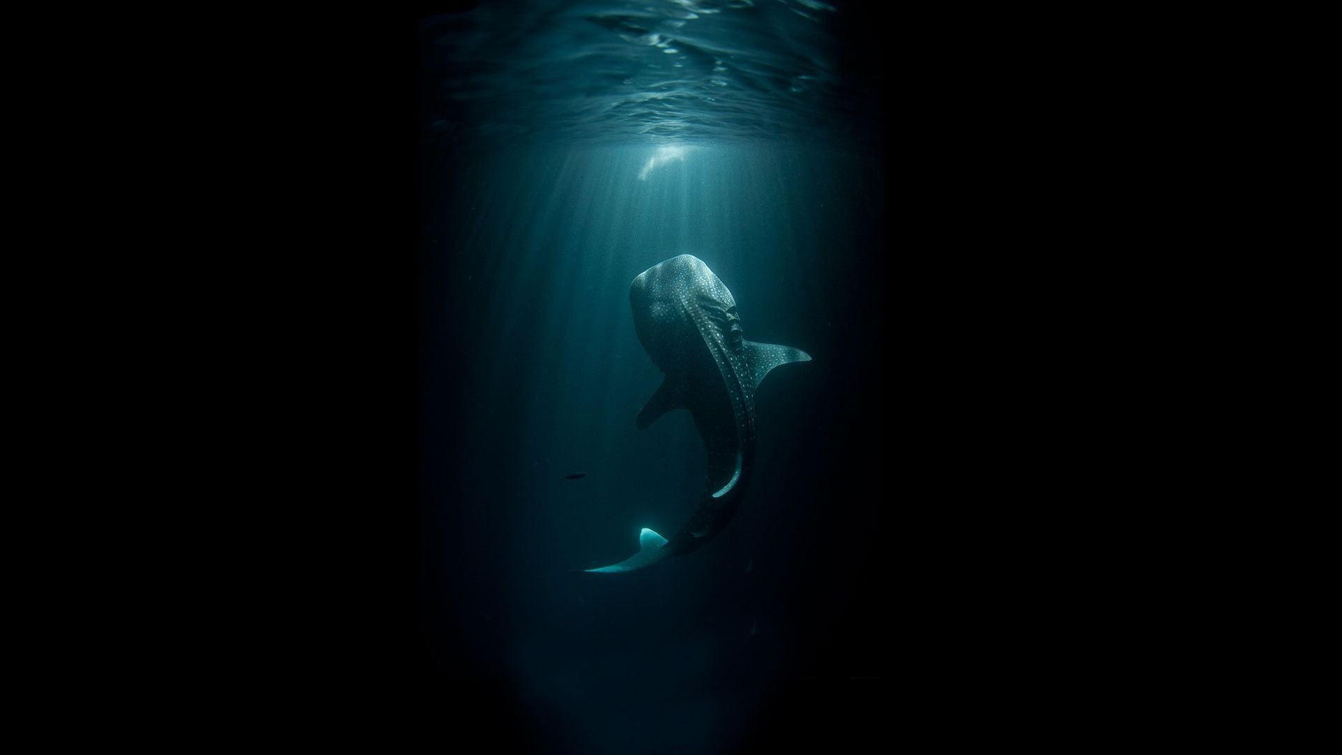 Blue whale, animals, shark, digital art, whale shark, underwater wallpaper