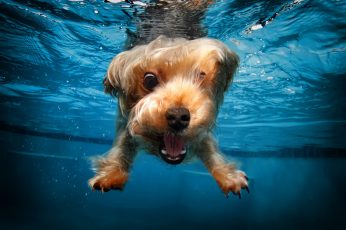 Cute animals, terrier, funny, dog, underwater, canine, one animal wallpaper