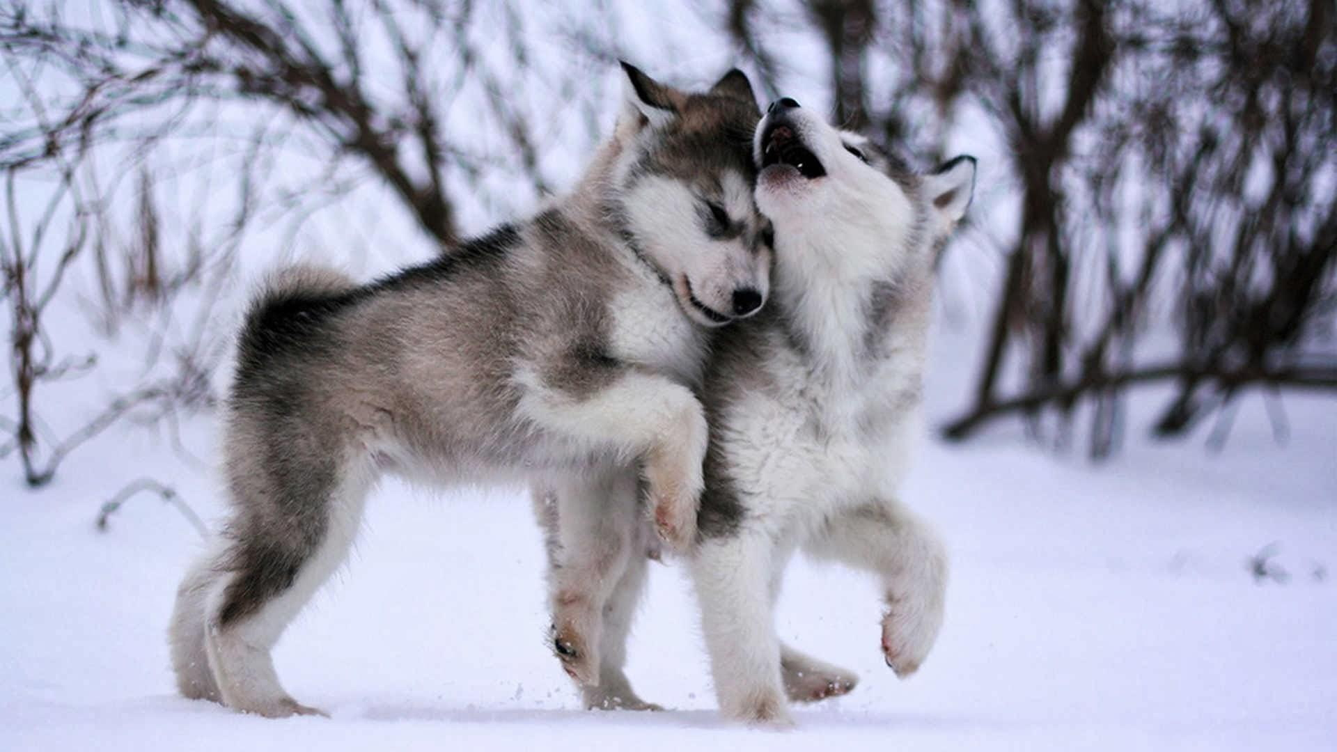Dog wallpaper, eskimo dog, malamute, sled dog, husky, baby, cute, animals