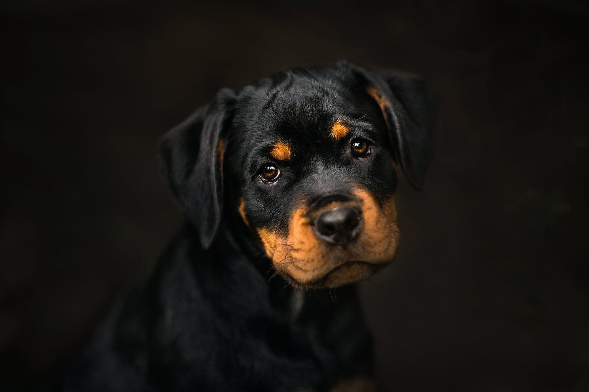 black and tan short-coated puppy, dark, dog, animals, portrait wallpaper
