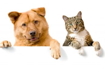 Funny picture of dogs and cat together, pets, animal, domestic wallpaper