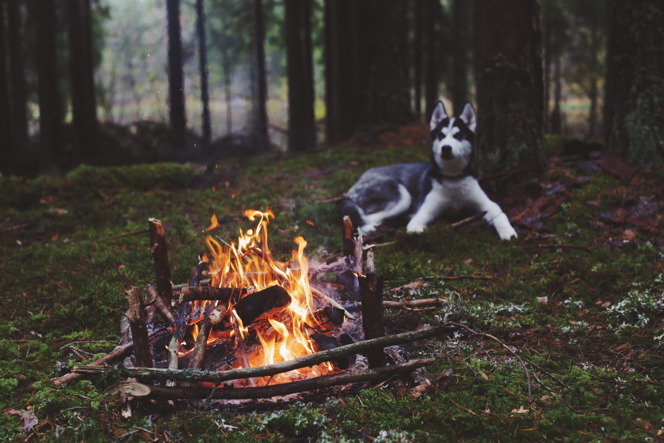 Adult black and white Siberian husky, dog, forest, fireplace wallpaper